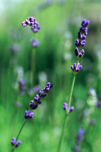 Lavender Flower Spikes