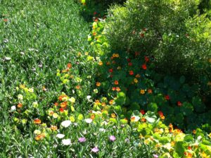 Cardiff flower hillside