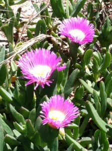 Cardiff purple flowers