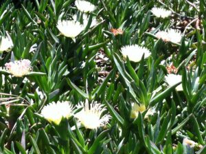 Cardiff yellow flowers