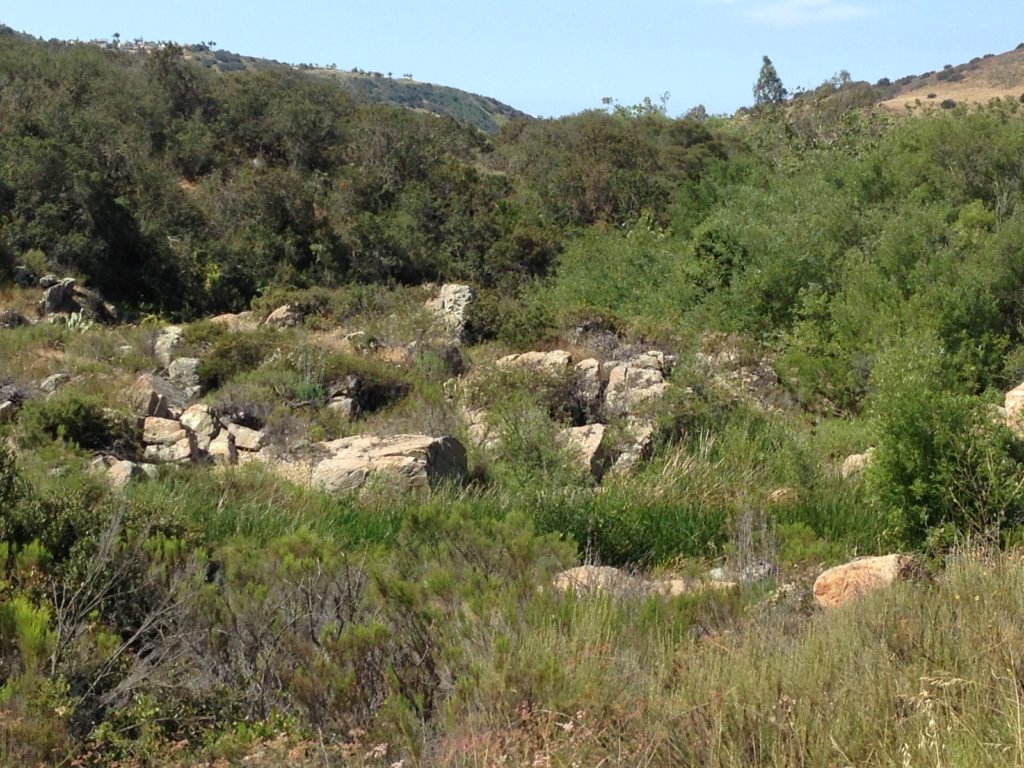 Enjoy the green while you can - summer is about here!