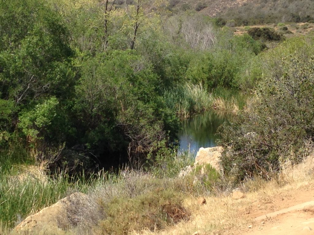 A peaceful patch of the stream